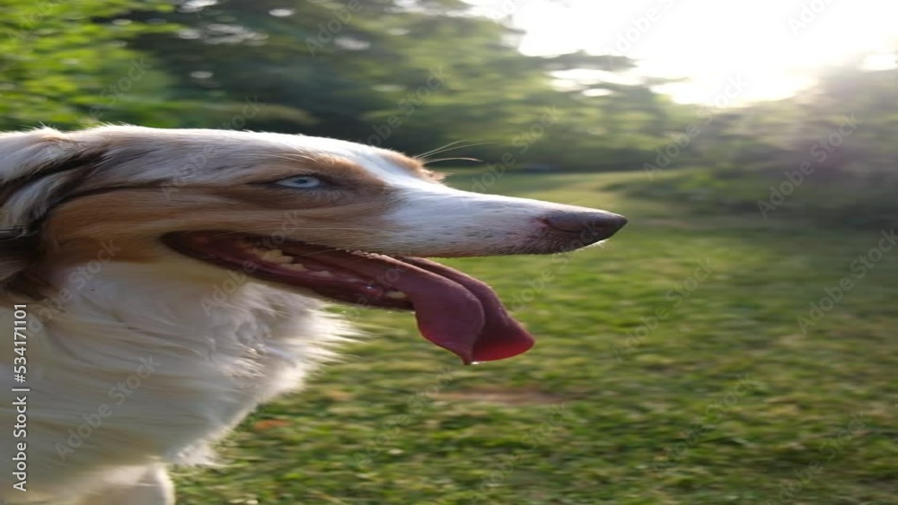 Red Merle Australian Shepherd