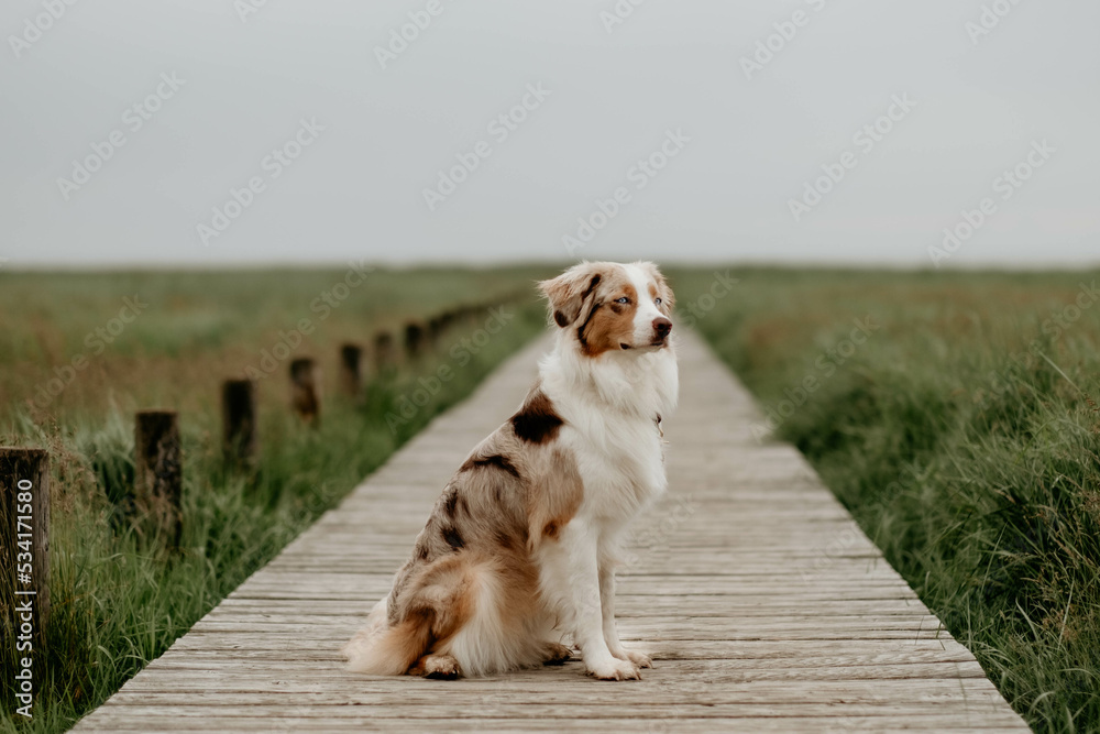 Red Merle Australian Shepherd