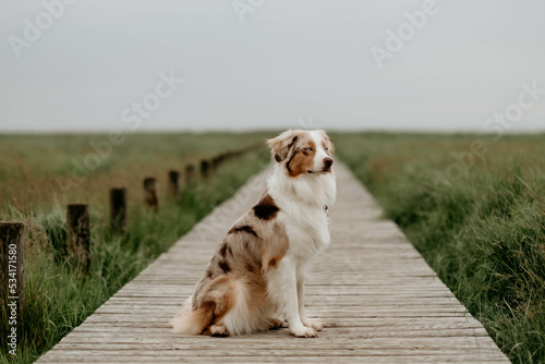 Obraz na płótnie Red Merle Australian Shepherd w salonie