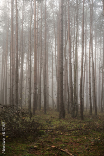 Foggy misty forest in poland mglisty las o poranku