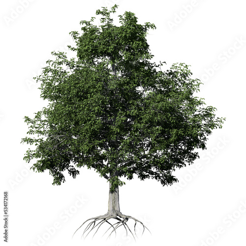 European Beech Tree – Front View
