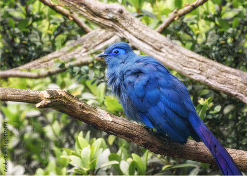 Blue Coua  Coua caerulea with deep blue feathers