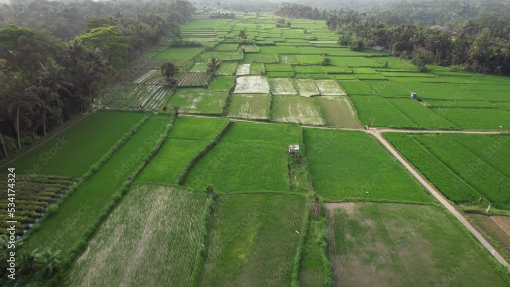 Young rice fields at long cultivated area, aerial shot in evening hour. Characteristic agrarian countryside of central area at Bali Island. Forest at left and right, some buildings seen sometimes