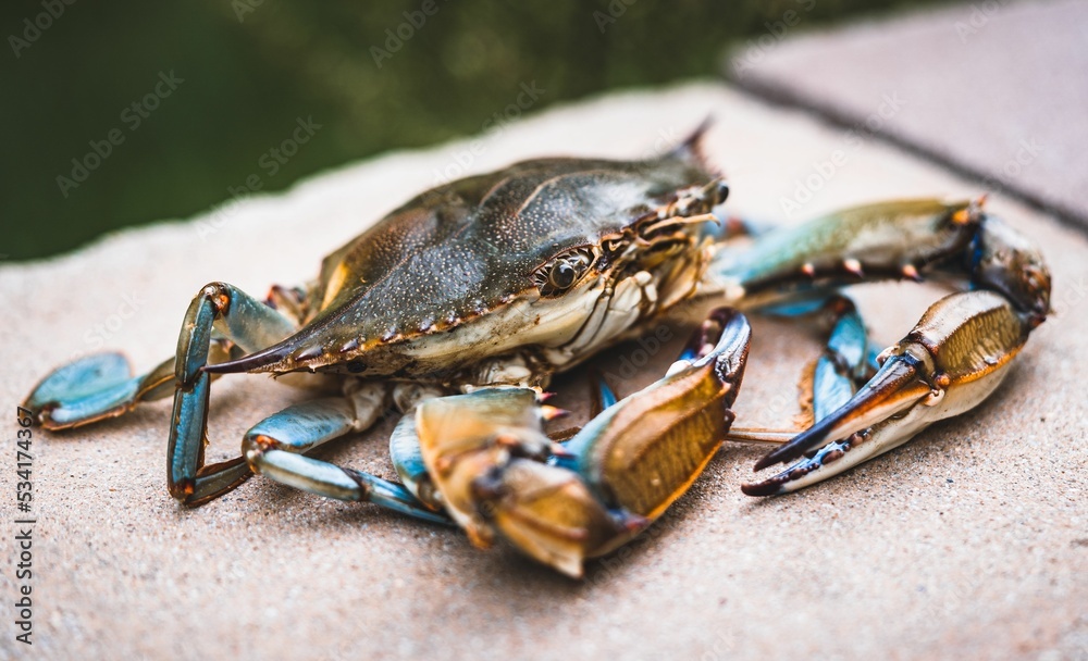 Closeup of a blue crab from the Chesapeake Bay - obrazy, fototapety, plakaty 