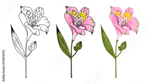 Set of alstroemeria flowers. Vector illustration for design of cards, invitations, stickers. Contour and color photo