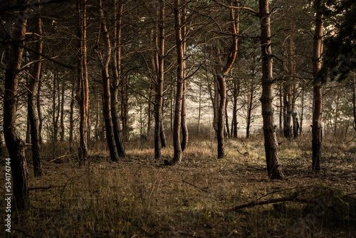 Fototapeta Naklejka Na Ścianę i Meble -  Dark mist pine forest at summer