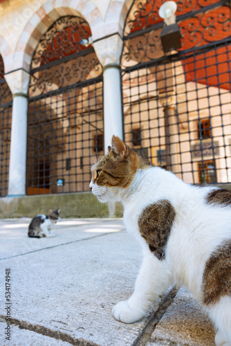 Canvas Print Stray cats in the garden of a mosque