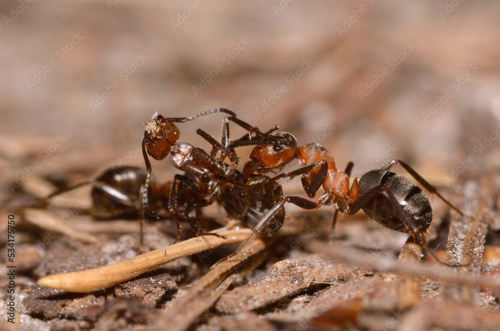 Red wood ant Formica Rufa pulling killed one in the forest