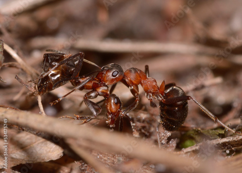 Red wood ant Formica Rufa pulling killed one in the forest