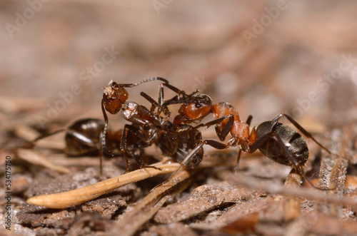 Red wood ant Formica Rufa pulling killed one in the forest © Yurii Zushchyk
