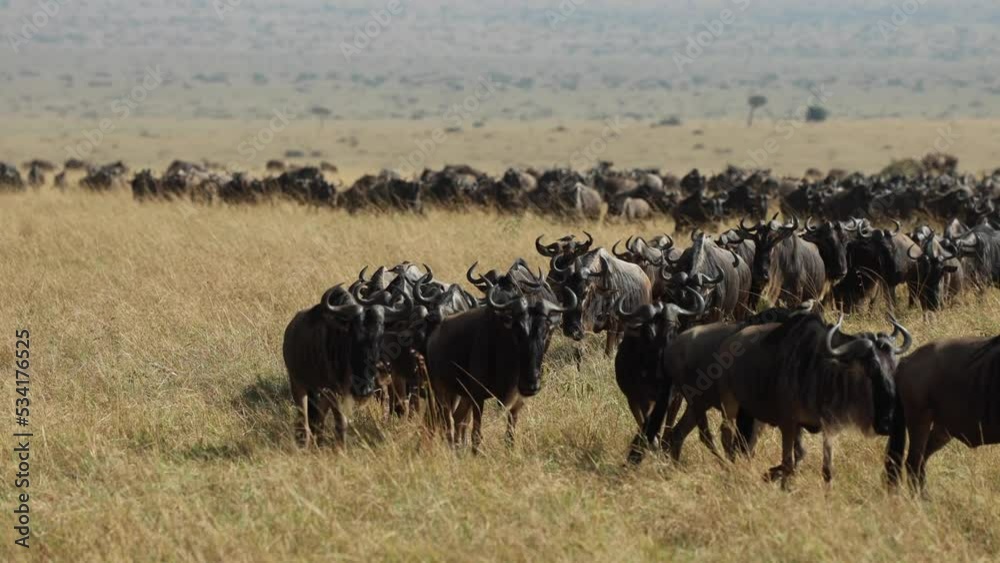 A herd of wildebeest making their way across the plains in the Masai Mara, Kenya, during the great migration. A herd of wildebeest making their way across the plains in the Masai Mara, Kenya, during the great migration.
