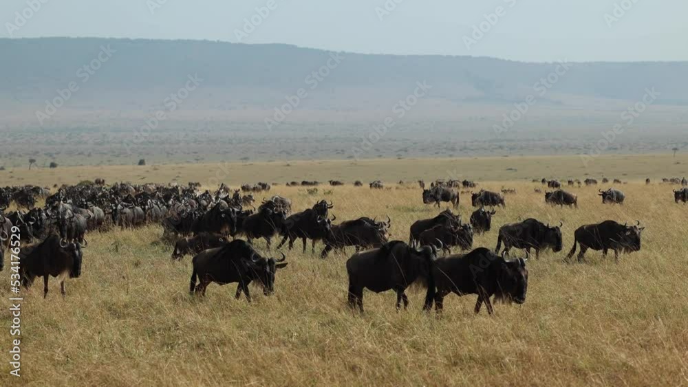 A huge herd of wildebeest walking across the plains of the Masai Mara, Kenya. A huge herd of wildebeest walking across the plains of the Masai Mara, Kenya.