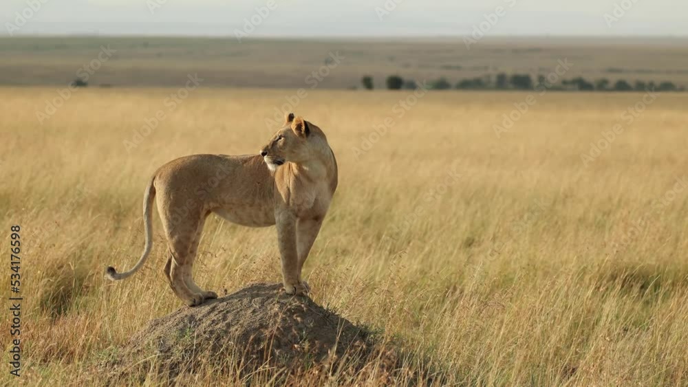 A beautiful lioness standing on a termite mound and scanning the vast plains of the Masai Mara, Kenya. A beautiful lioness standing on a termite mound and scanning the vast plains of the Masai Mara, Kenya.