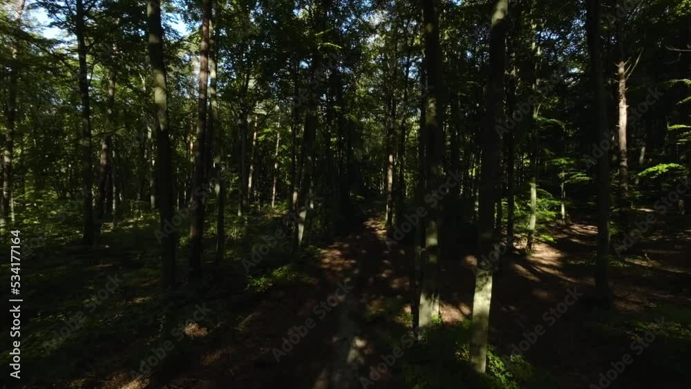 Slow forward drone shot of deep forest path with giant trees during summer day,4K Slow forward drone shot of deep forest path with giant trees during summer day,4K
