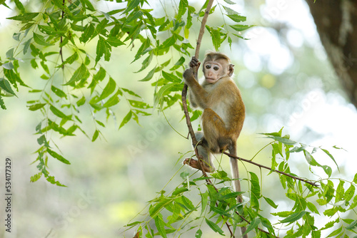 white tailed macaque sitting on a tree