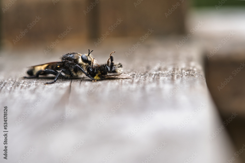 Fototapeta premium Yellow murder fly or yellow robber fly with a bumblebee as prey. Insect is sucked