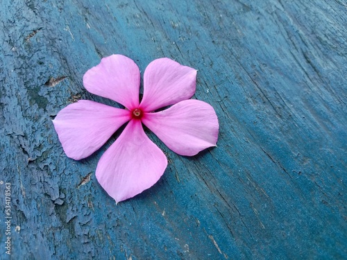 Pink flower on wooden background. Beautiful pink Catharanthus Roseus. Commonly known as bright eyes, cape periwinkle, graveyard plant, madagascar periwinkle, old maid, pink or rose periwinkle. 