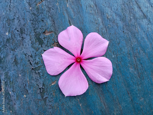 Pink flower on wooden background. Beautiful pink Catharanthus Roseus. Commonly known as bright eyes, cape periwinkle, graveyard plant, madagascar periwinkle, old maid, pink or rose periwinkle. 