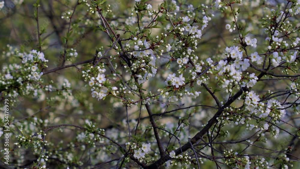 Beautiful cherry blossom. White cherry blossoms illuminated by the setting sun. Spring came. Beautiful cherry blossom. White cherry blossoms illuminated by the setting sun. Spring came.