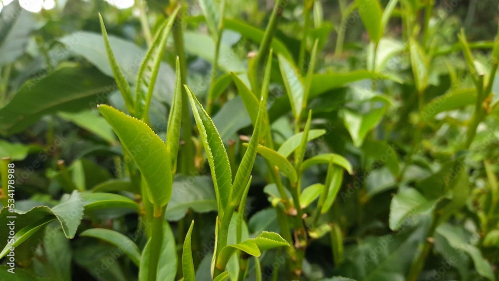 green corn field