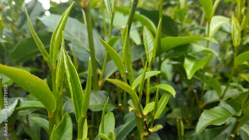 grass