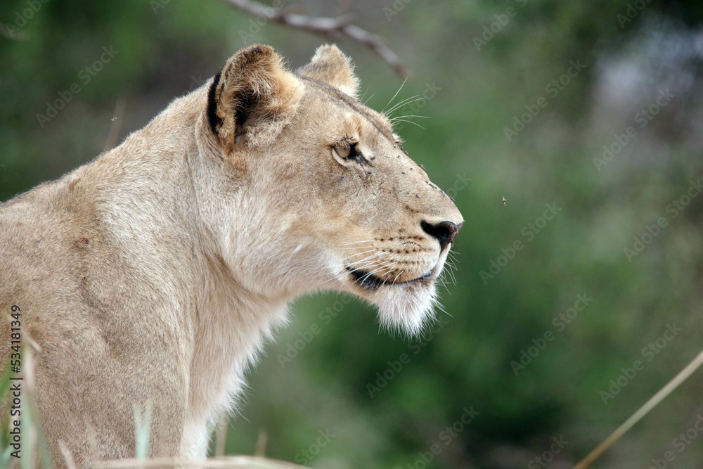 Fototapeta premium LIONESS