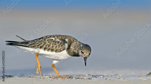 Ruddy Turnstone - Arenaria intepres, Crete photo