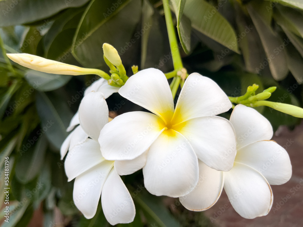 Fototapeta premium Close up of frangipani flower 