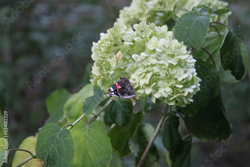 butterfly on a flower