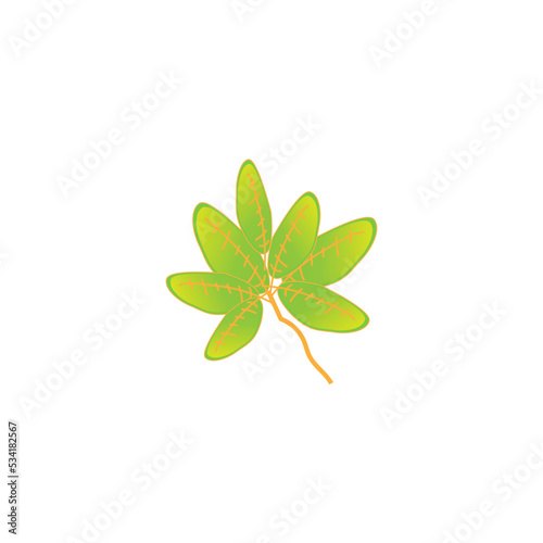 Fototapeta Naklejka Na Ścianę i Meble -  Green leaf isolated on white background