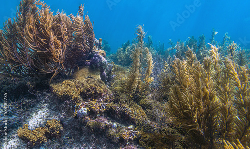 Fototapeta Naklejka Na Ścianę i Meble -  Caribbean coral garden