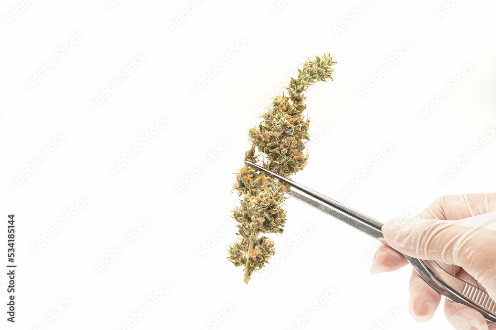 Dry cannabis buds flowers are on a white background
