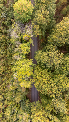 Top view of deciduous forest and a path, seen from above, aerial, bird's eye view. Autumn landscape, trees that begin to get fall colors. Vertical, 9:16, drone photography taken in Sweden.	 photo