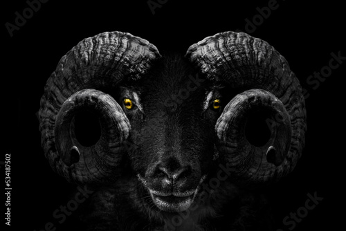 Ram animal , Close up of head and horns of a wild big horned , isolated black white 