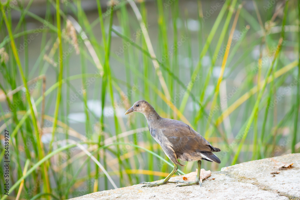 Joven gallineta común (Gallinula chloropus) en la orilla de un lago Joven gallineta común (Gallinula chloropus) en la orilla de un lago