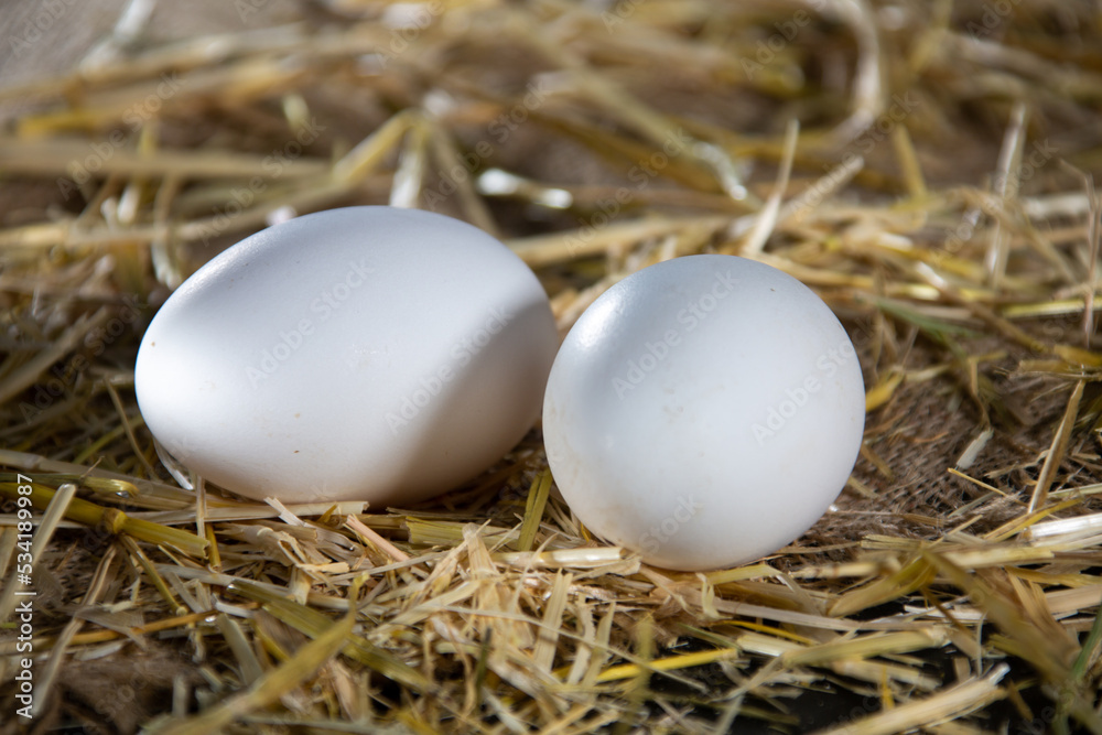 Natural eggs in the henhouse Natural eggs in the henhouse