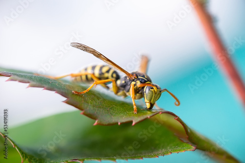 The wasp is sitting on green leaves. The dangerous yellow-and-black striped common Wasp sits on leaves.