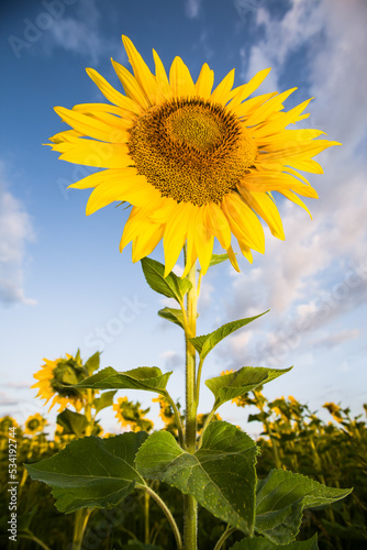 Close-up of colorful sunflower in a field