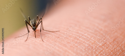 Print op canvas Mosquitoes are feeding on human skin blood