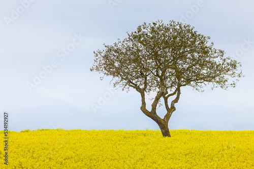 Lonely tree in a yellow rapeseed (colza) field