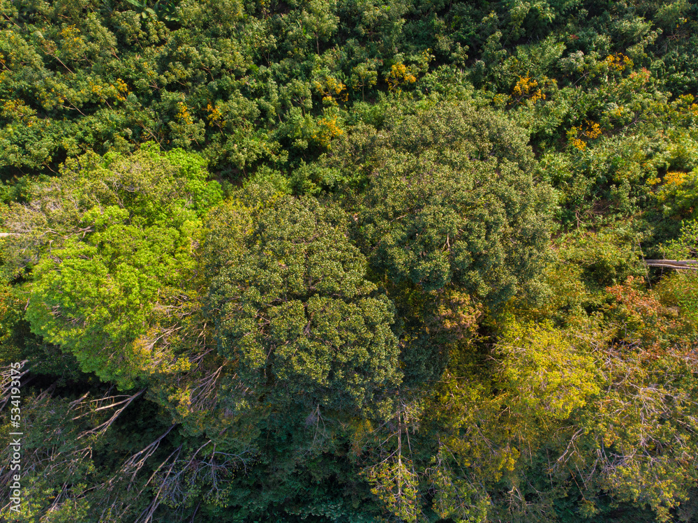 Tropical green tree forest nature landscape Tropical green tree forest nature landscape