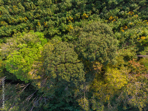 Fototapeta Naklejka Na Ścianę i Meble -  Tropical green tree forest nature landscape