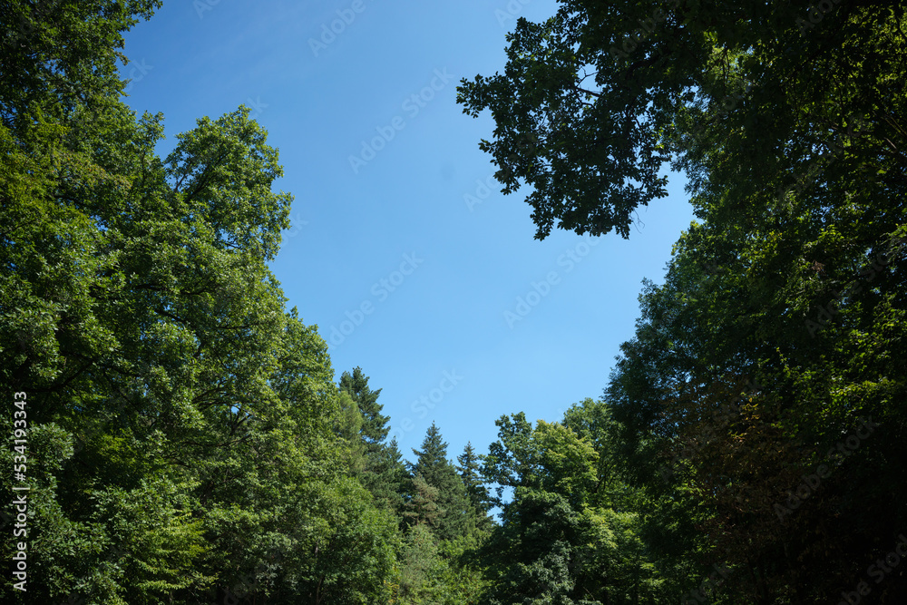 View into a dense deciduous forest in a wooded area in the Palatinate Forest in southern Germany View into a dense deciduous forest in a wooded area in the Palatinate Forest in southern Germany