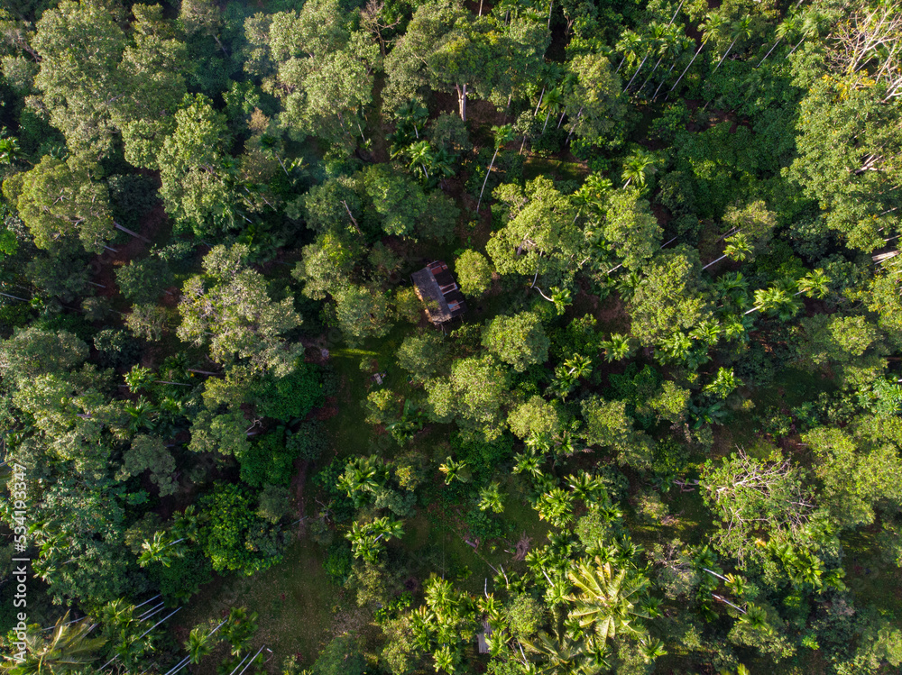 Fototapeta premium Tropical green tree forest nature landscape