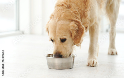 Golden retriever dog drinking water from metal bowl at home. Purebred dog eating in room with sunlight
