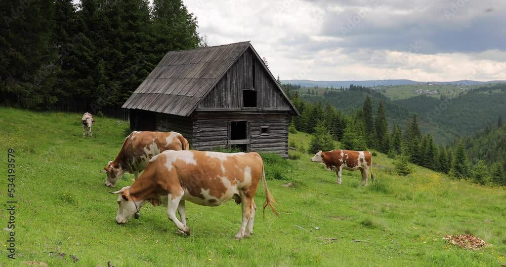 Cows eat grass on a grassy meadow surrounded by spruce forest at few hour before sunset. Natural sound.
Cows eat grass on a grassy meadow surrounded by spruce forest at few hour before sunset. Natural sound.