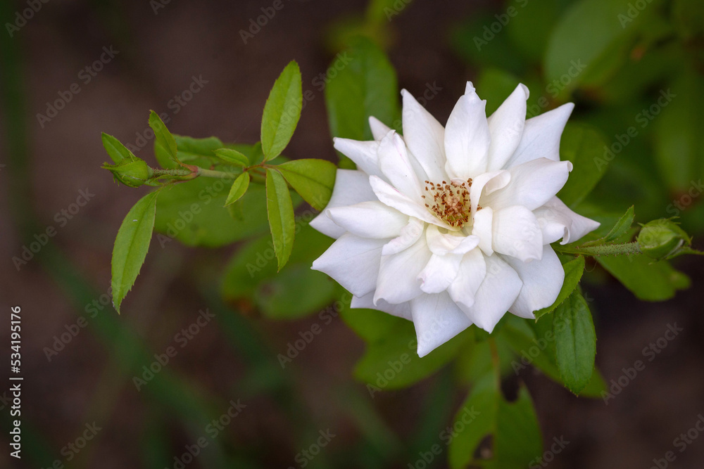 A beautiful white miniature rose flower blooms in the garden. Israel. Autumn A beautiful white miniature rose flower blooms in the garden. Israel. Autumn