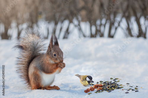 cute red squirrel sciurus vulgaris in winter eats a nut sitting on the snow. Cute animal eating in nature