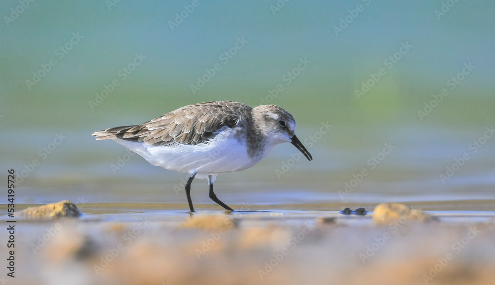 Obraz premium Little Stint (Calidris minuta) is a wetland bird that lives in the northern parts of the European and Asian continents. It feeds in swampy areas.