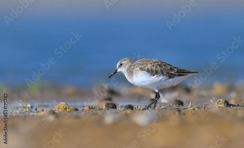 Little Stint (Calidris minuta) is a wetland bird that lives in the northern parts of the European and Asian continents. It feeds in swampy areas.